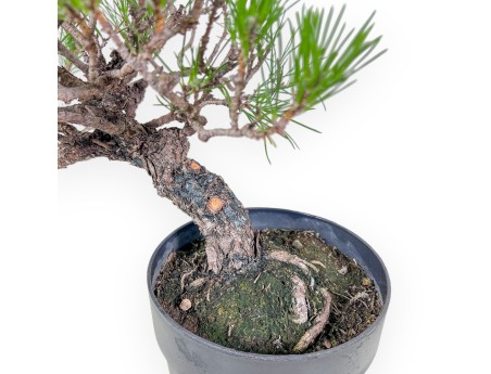 Bonsai di Pinus thunbergii - Pino nero %separator% %category%