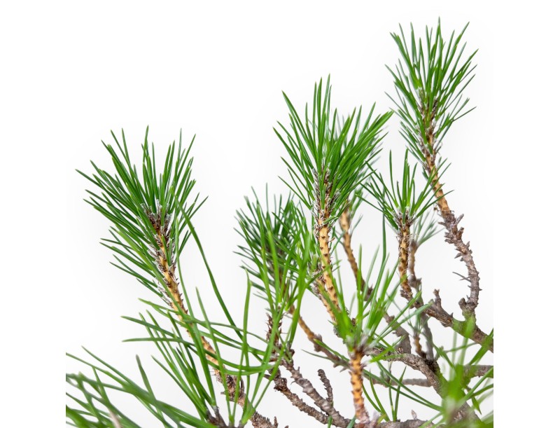 Bonsai di Pinus thunbergii - Pino nero %separator% %category%