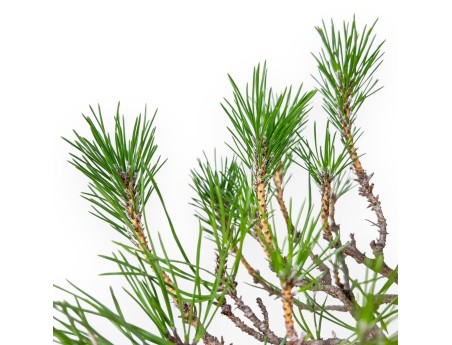 Pinus thunbergii bonsai – Black pine %separator% %category%