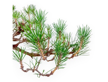 Bonsai di Pinus thunbergii - Pino nero %separator% %category%