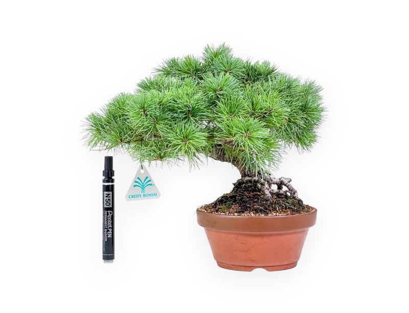 Bonsai di Pinus Pentaphylla %separator% %category%