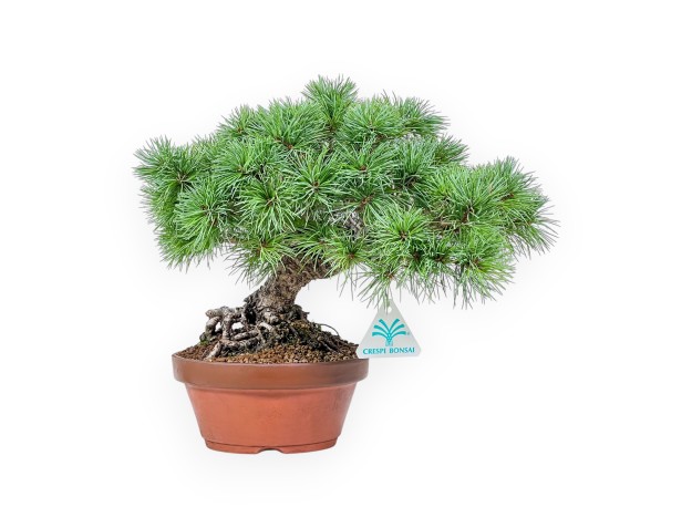 Bonsai di Pinus Pentaphylla %separator% %category%