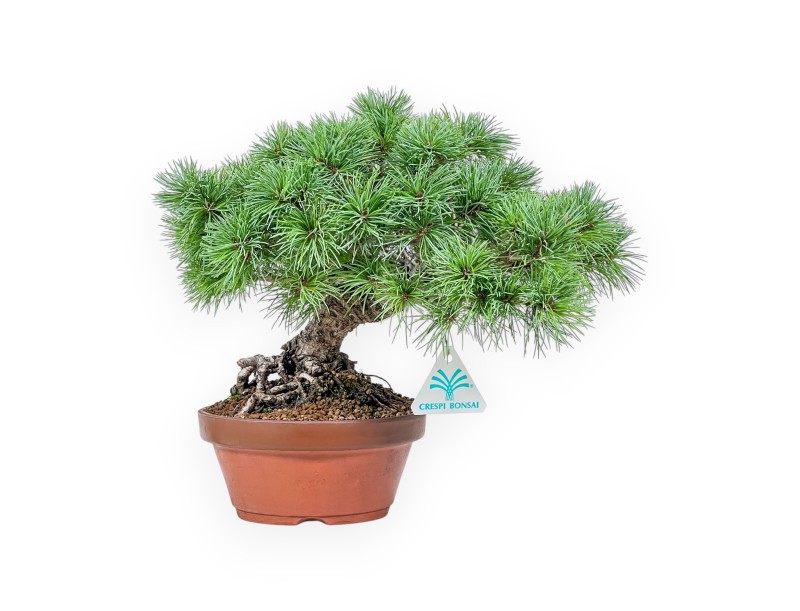 Bonsai di Pinus Pentaphylla %separator% %category%