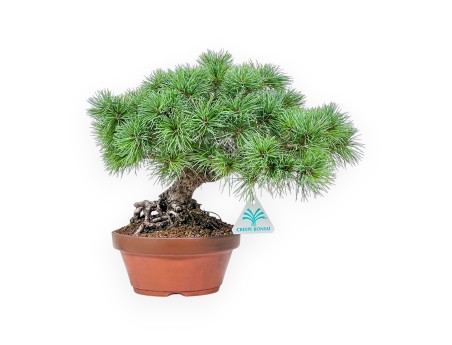Bonsai di Pinus Pentaphylla %separator% %category%