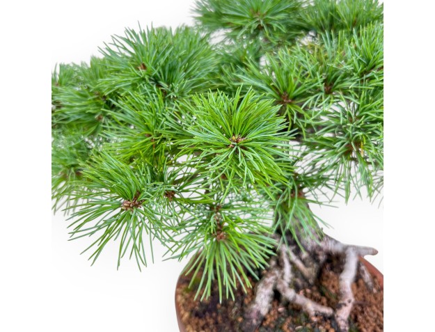 Pinus pentaphylla bonsai %separator% %category% 2