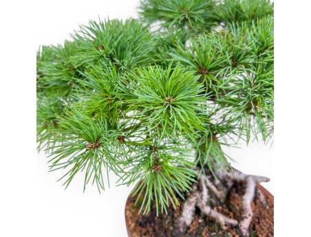 Bonsai di Pinus Pentaphylla %separator% %category%