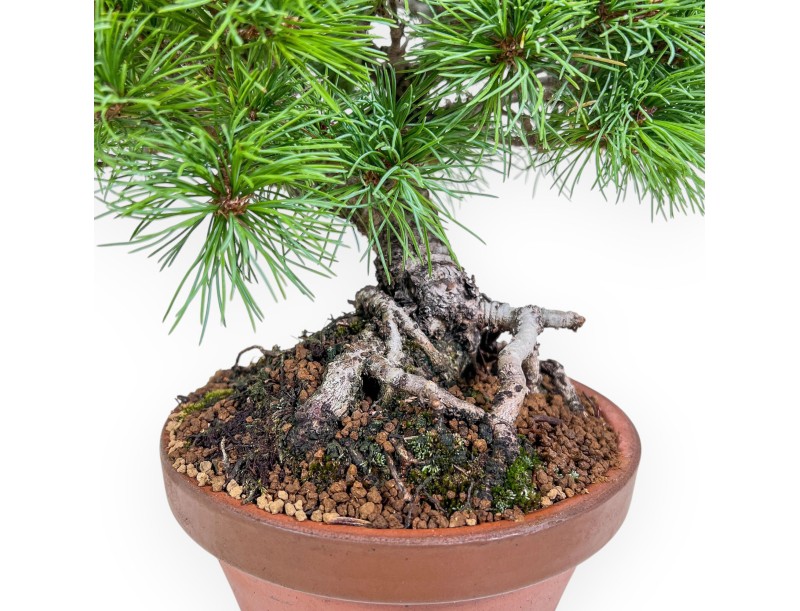 Bonsaï de Pinus pentaphylla %separator% %category%