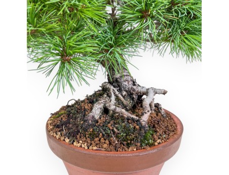 Bonsái de Pinus pentaphylla %separator% %category%
