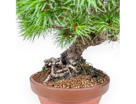 Bonsai di Pinus Pentaphylla %separator% %category%