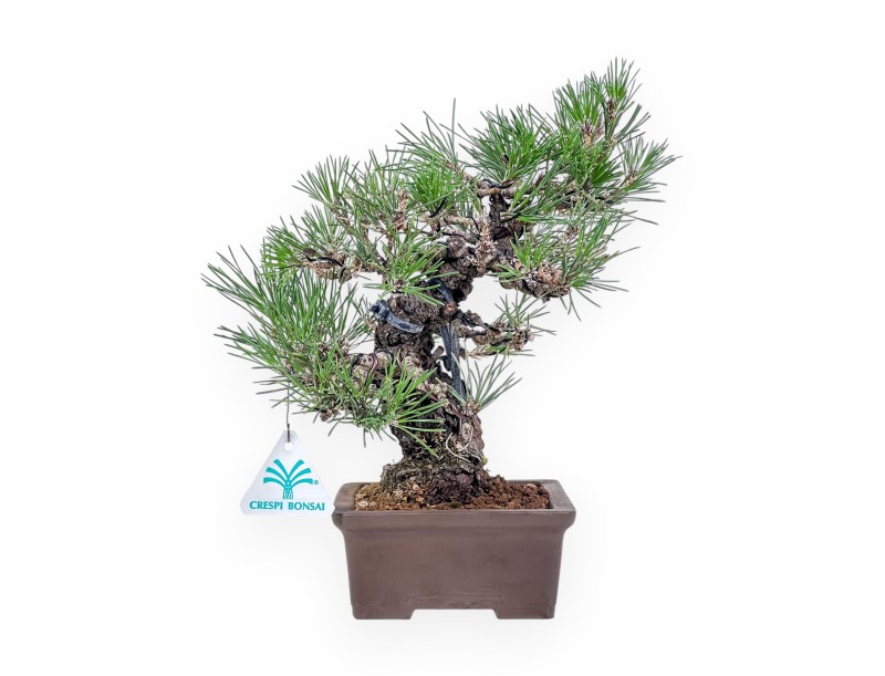 Bonsai di Pinus thunbergii - Pino nero %separator% %category%