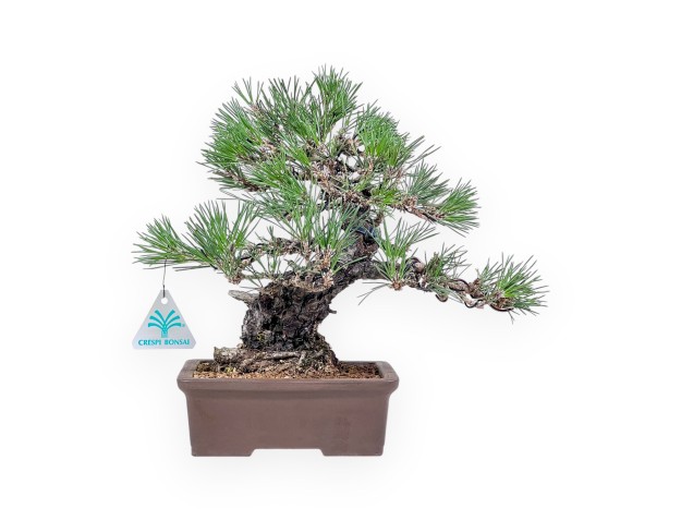 Bonsai di Pinus thunbergii - Pino nero %separator% %category%