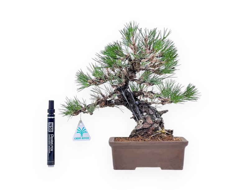 Bonsai di Pinus thunbergii - Pino nero %separator% %category%