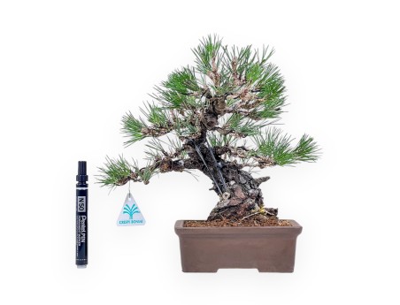 Pinus thunbergii bonsai – Black pine %separator% %category%