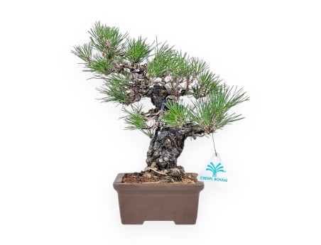 Bonsai di Pinus thunbergii - Pino nero %separator% %category%