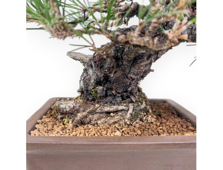 Bonsai di Pinus thunbergii - Pino nero %separator% %category%