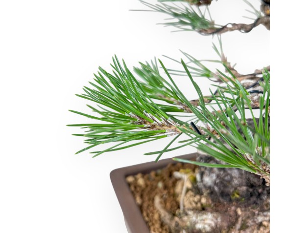 Bonsai aus Pinus thunbergii – Schwarzkiefer %separator% %category% 2