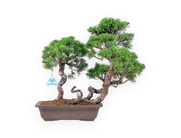 Juniperus chinensis bonsai - Juniper %separator% %category%