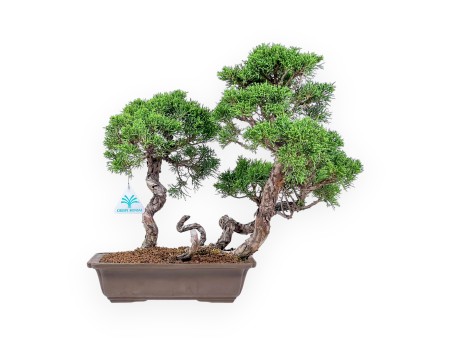 Bonsai di Juniperus chinensis - Ginepro %separator% %category%
