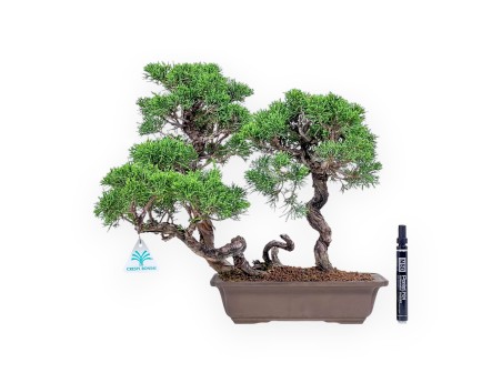 Bonsai di Juniperus chinensis - Ginepro %separator% %category%