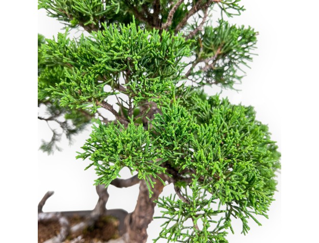 Bonsai di Juniperus chinensis - Ginepro %separator% %category% 2
