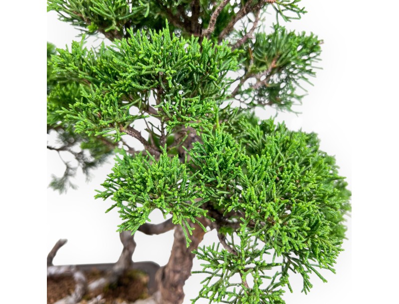Bonsái de Juniperus chinensis - Enebro %separator% %category%