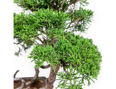 Bonsai di Juniperus chinensis - Ginepro %separator% %category%