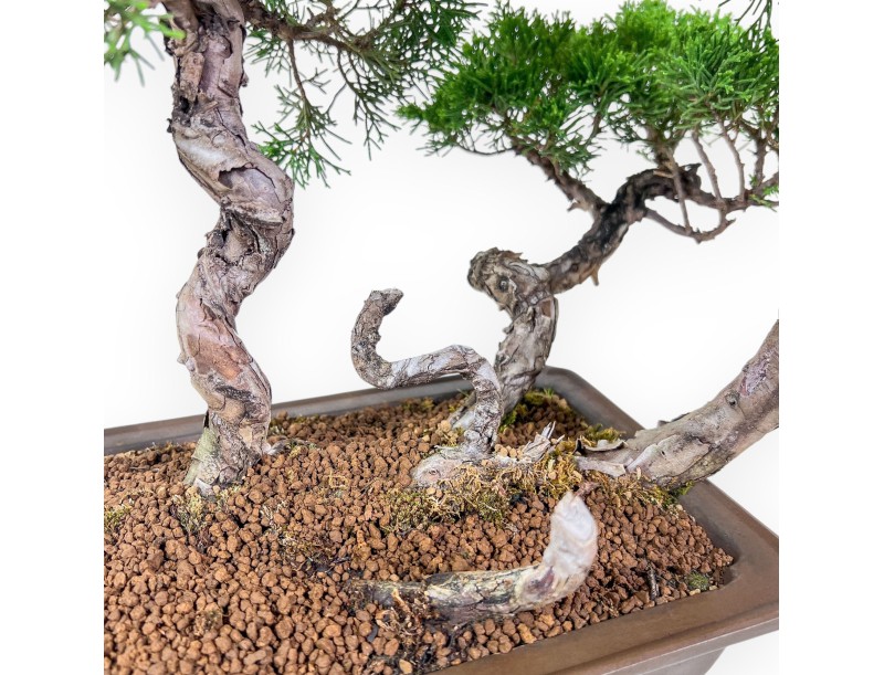 Bonsai aus Juniperus chinensis – Wacholder %separator% %category%