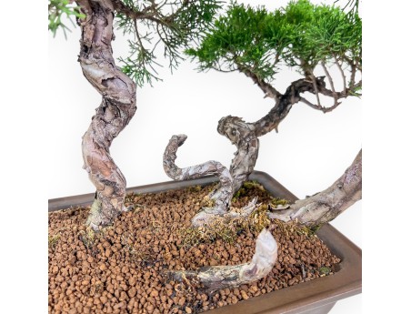 Bonsai van Juniperus chinensis - Jeneverbes %separator% %category%