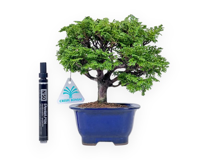 Bonsai van Chamaecyparis obtusa %separator% %category%