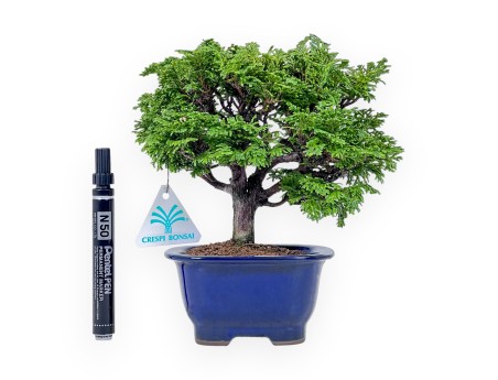 Bonsai aus Chamaecyparis obtusa %separator% %category%