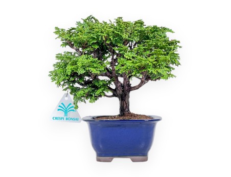 Bonsai di Chamaecyparis obtusa %separator% %category%