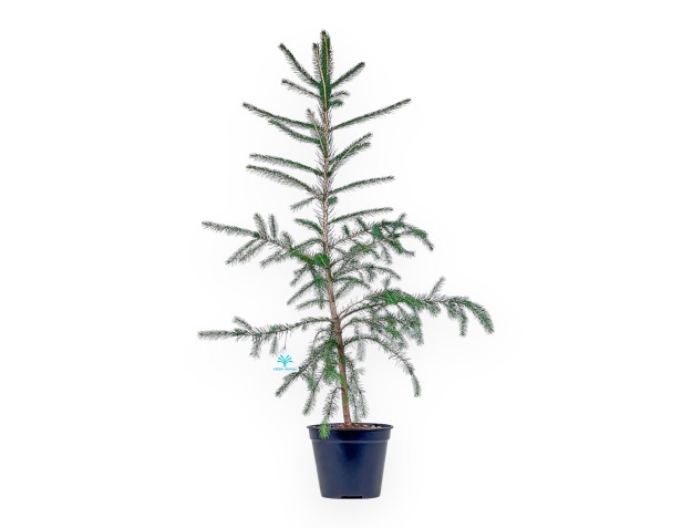 Pianta da lavorare di Picea abies %separator% %category%