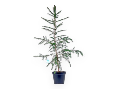 Pianta da lavorare di Picea abies %separator% %category%