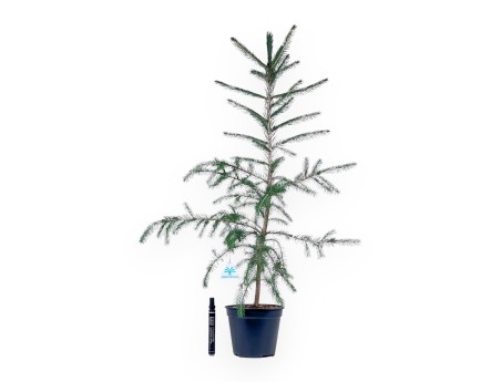 Pianta da lavorare di Picea abies %separator% %category%