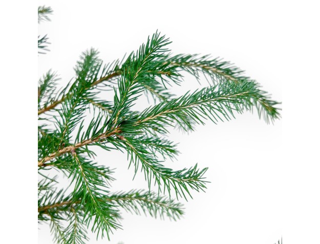 Pianta da lavorare di Picea abies %separator% %category% 2