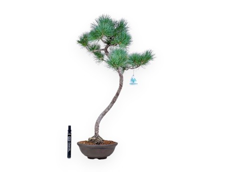 Pinus pentaphylla bonsai – Five-needle pine %separator% %category%