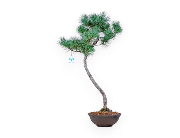 Pinus pentaphylla bonsai – Five-needle pine %separator% %category%