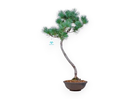 Bonsai di Pinus Pentaphylla - Pino a cinque aghi %separator% %category%