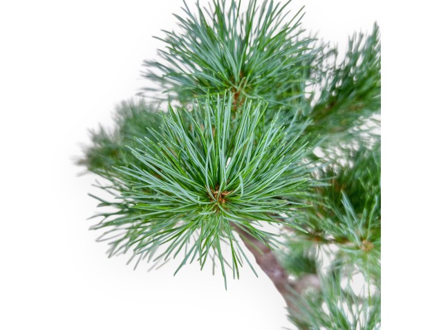 Bonsai di Pinus Pentaphylla - Pino a cinque aghi %separator% %category% 2