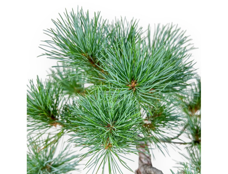 Bonsaï de Pinus pentaphylla - Pin à cinq aiguilles %separator% %category%