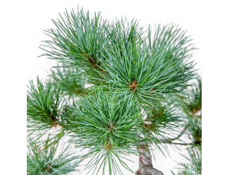 Pinus pentaphylla bonsai – Five-needle pine %separator% %category%