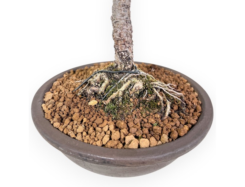 Bonsai van Pinus pentaphylla - Vijfnaaldige den %separator% %category%