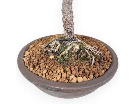 Bonsai di Pinus Pentaphylla - Pino a cinque aghi %separator% %category%