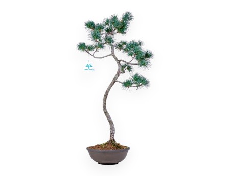 Bonsai di Pinus Pentaphylla - Pino a cinque aghi %separator% %category%