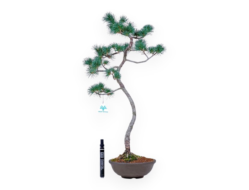 Bonsai di Pinus Pentaphylla - Pino a cinque aghi %separator% %category%