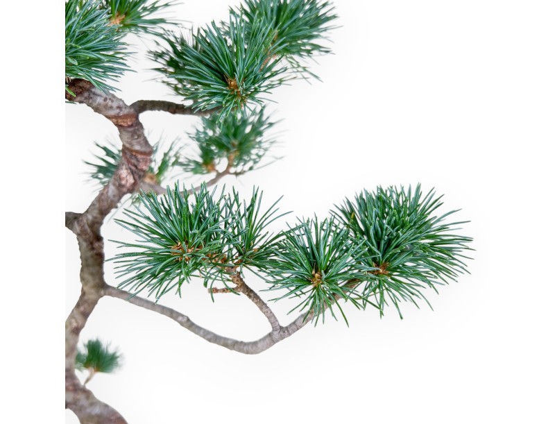Pinus pentaphylla bonsai – Five-needle pine %separator% %category%