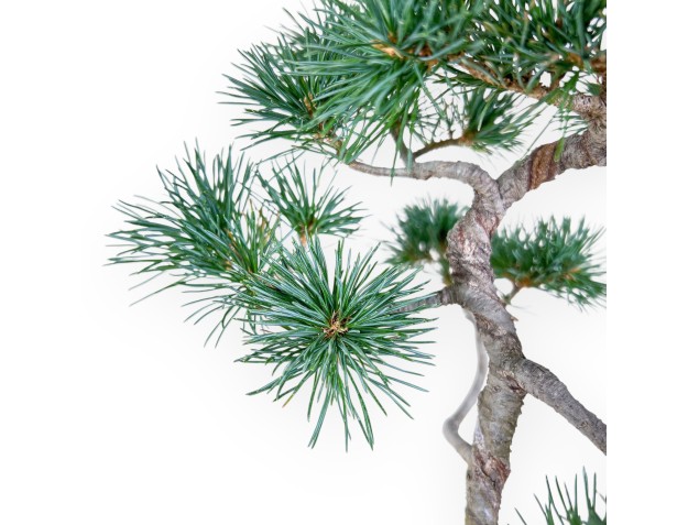Pinus pentaphylla bonsai – Five-needle pine %separator% %category% 2