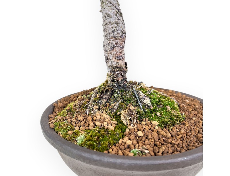 Pinus pentaphylla bonsai – Five-needle pine %separator% %category%