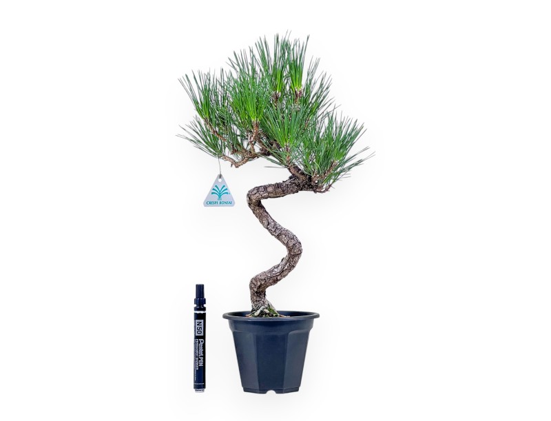 Bonsai aus Pinus thunbergii – Schwarzkiefer %separator% %category%