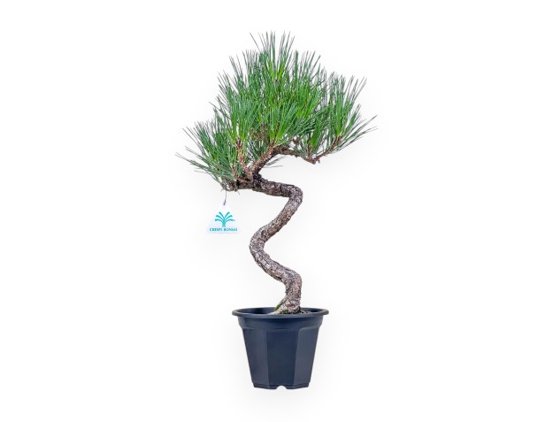 Bonsai di Pinus thunbergii - Pino nero %separator% %category%